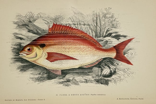 Jules Rothschild (1838–1900) – Common Pandora – Hand-colored Engraving (1876) (1 of 1)