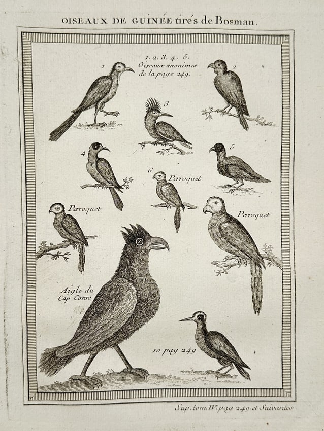 Antoine-François Prévost d'Exiles (1697–1763) – Birds of Guinea – Engraving (1 of 2)