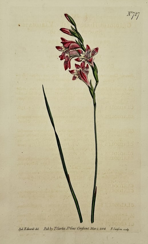 Sydenham Edwards (1768–1819) – Hirsute Gladiolus – Engraving (1804) (1 of 2)