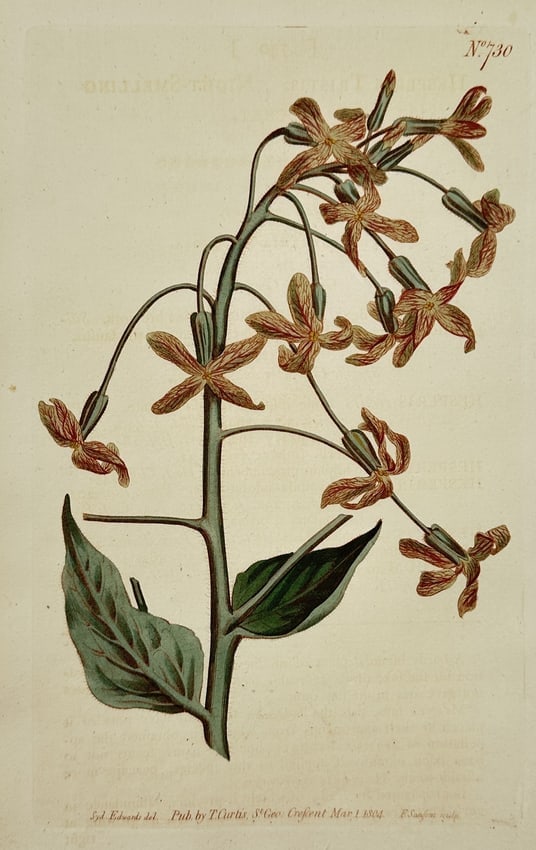 Sydenham Edwards (1768–1819) – Night-smelling Stock – Engraving (1804) (1 of 2)