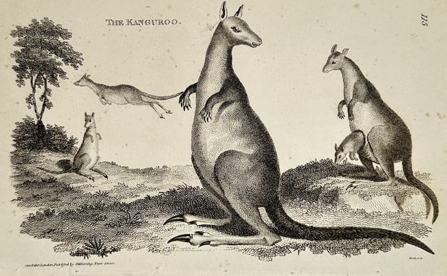 George Shaw (1751–1813) – The Kangaroo – Engraving (1791) (1 of 2)