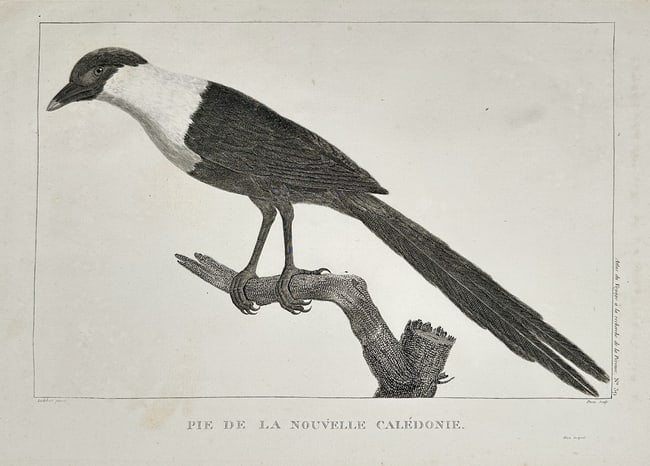 Jean Piron (Active 1790s) - New Caledonian Magpie (Pie de la Nouvelle Calédonie) (1 of 2)