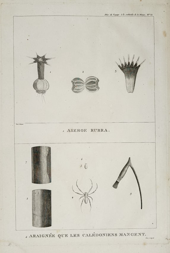 Jean Piron (Active 1790s) - Aneroe Rubra and Edible Spider of New Caledonia (1 of 2)