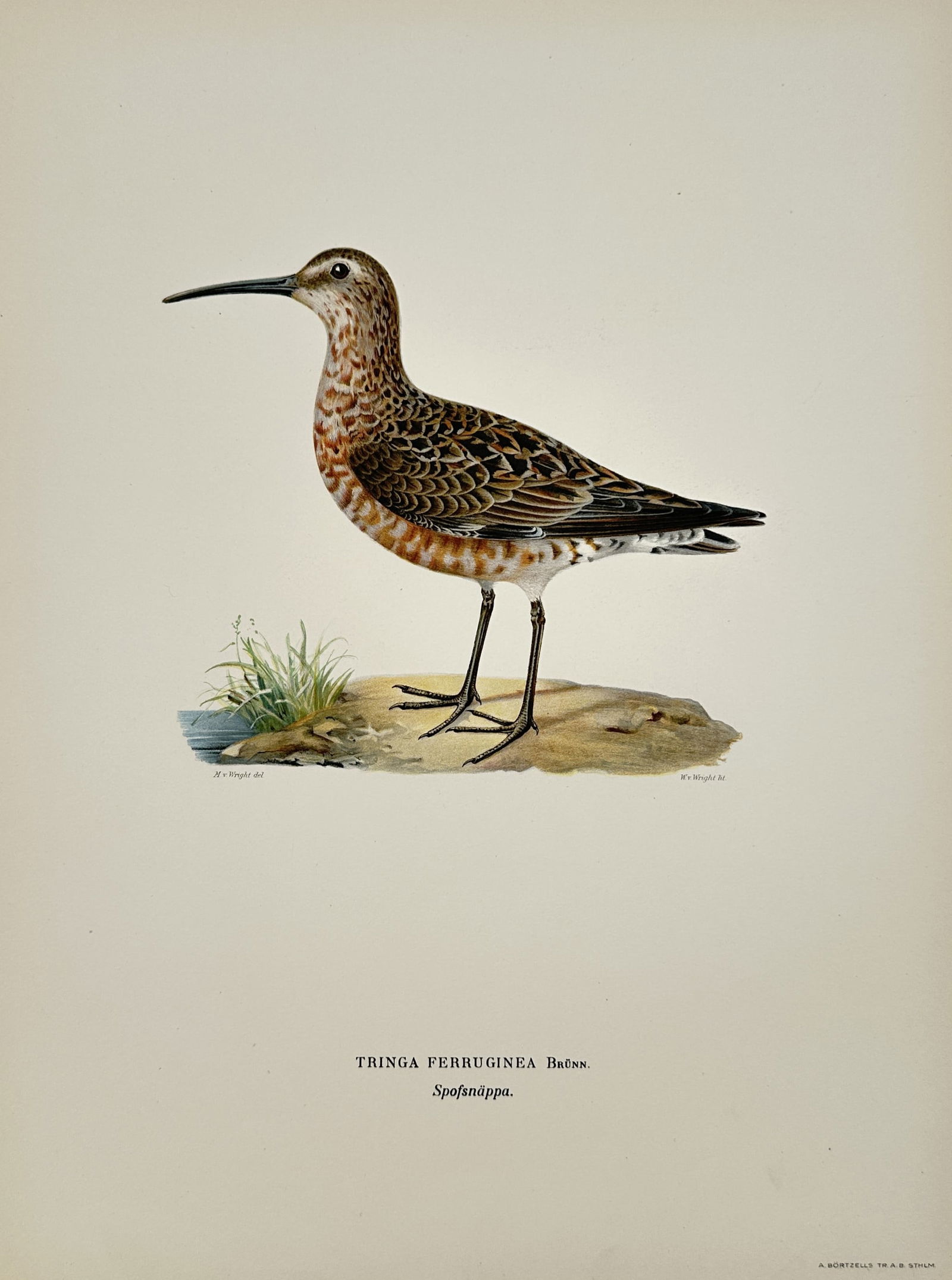 Wilhelm von Wright (1810–1887) – Curlew Sandpiper – Lithograph (1927) (1 of 2)