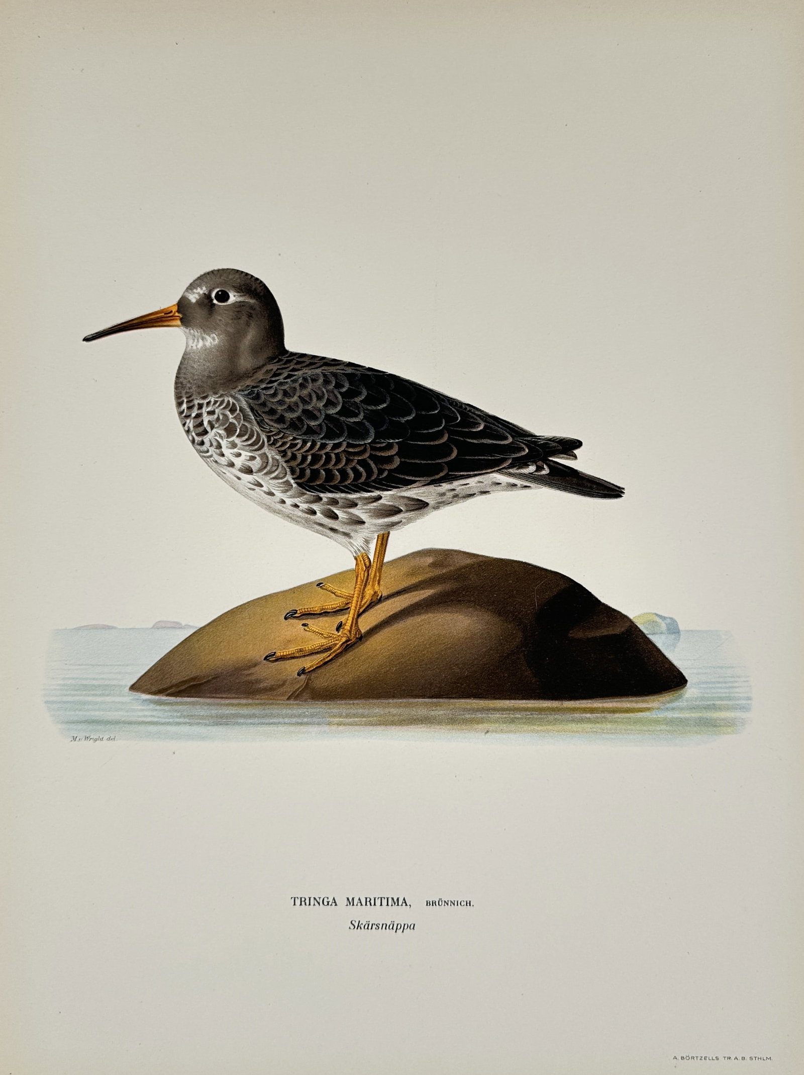 Wilhelm von Wright (1810–1887) – Purple Sandpiper – Lithograph (1927) (1 of 2)