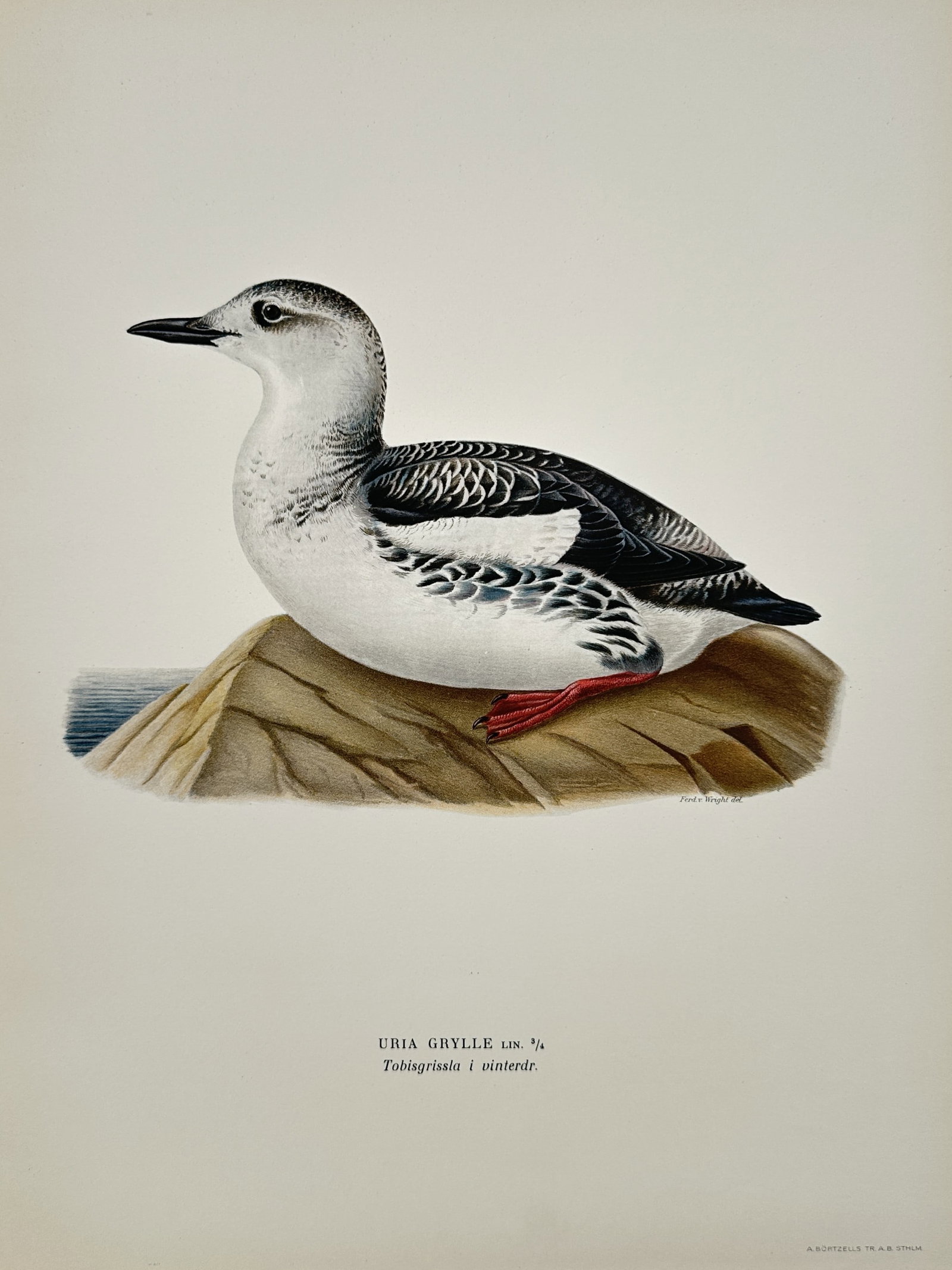 Wilhelm von Wright (1810–1887) – Black Guillemot in Winter Plumage – Lithograph (1927) (1 of 2)