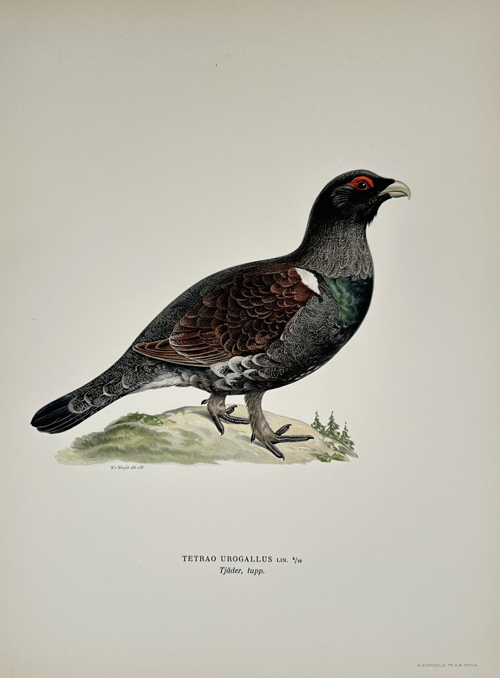 Wilhelm von Wright (1810–1887) – Western Capercaillie – Lithograph (1927) (1 of 2)