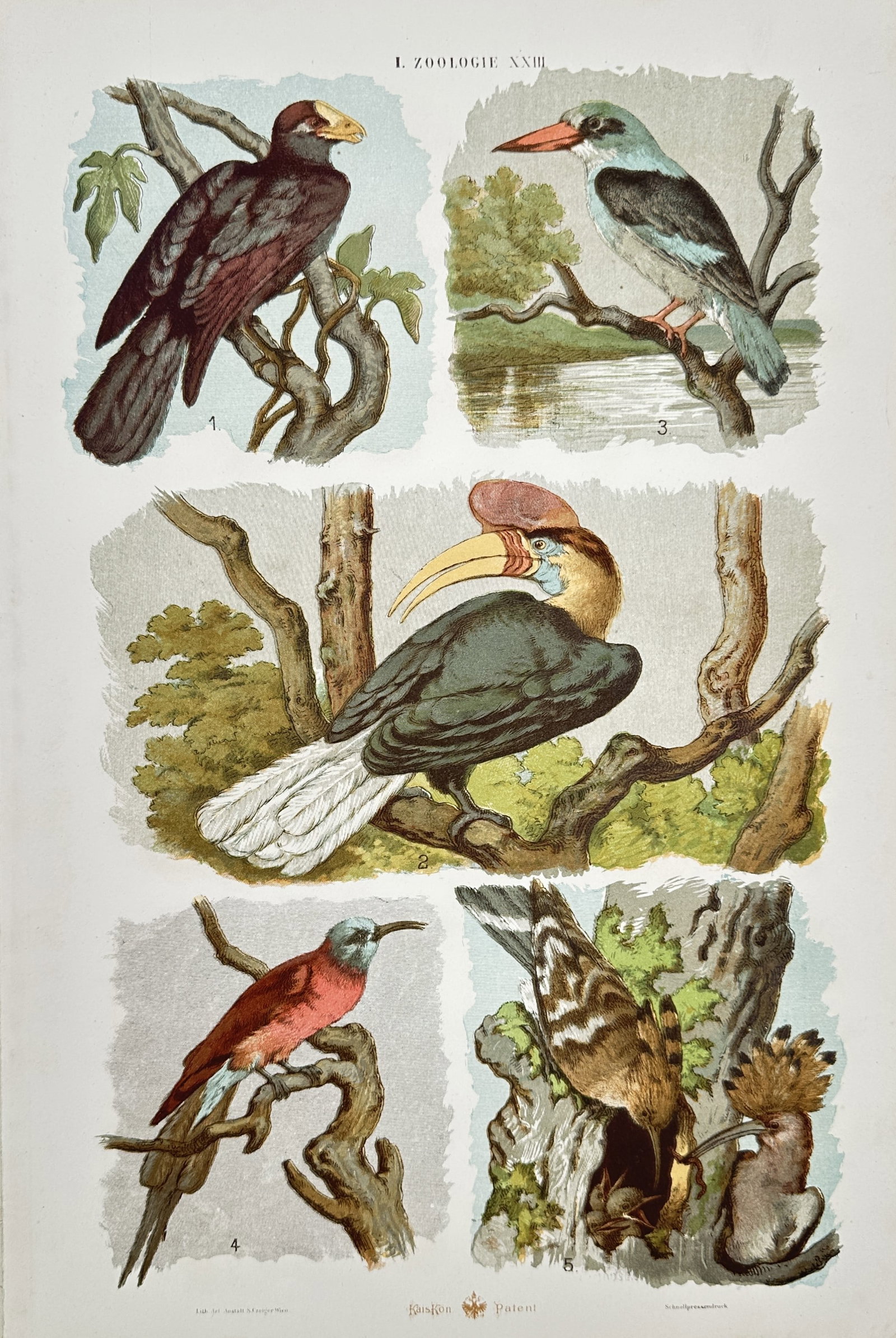 Gustav von Hayek (1836–1911) – Exotic Birds of Africa and Asia – Lithograph (1885) (1 of 2)