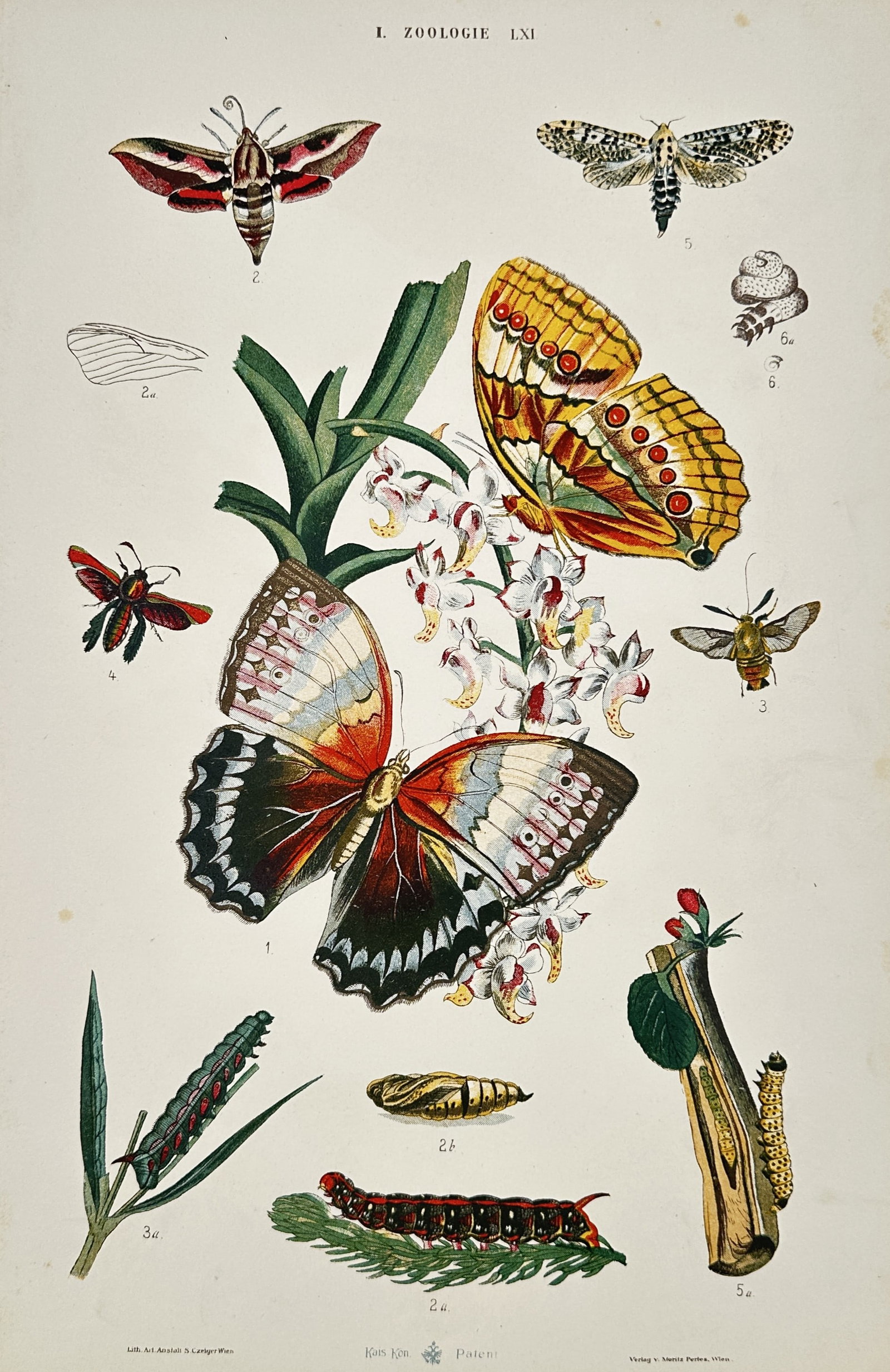 Gustav von Hayek (1836–1911) – Study of Butterflies and Moths – Lithograph (1885) (1 of 2)