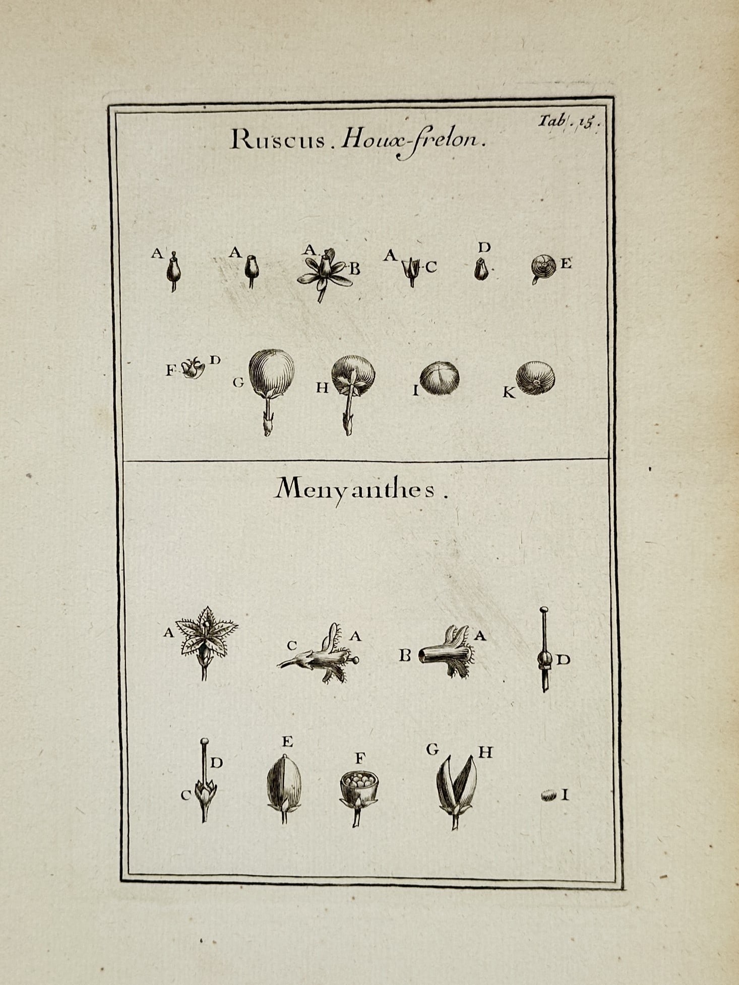 Joseph Pitton de Tournefort (1656–1708) – Botanical Study of Ruscus and Menyanthes – Etching: "Ruscus. Houx-frelon. Menyanthes. Tab. 15." illustrates the essential floral and reproductive characteristics of two distinct plant genera through a series of comparative dissections. The upper regist