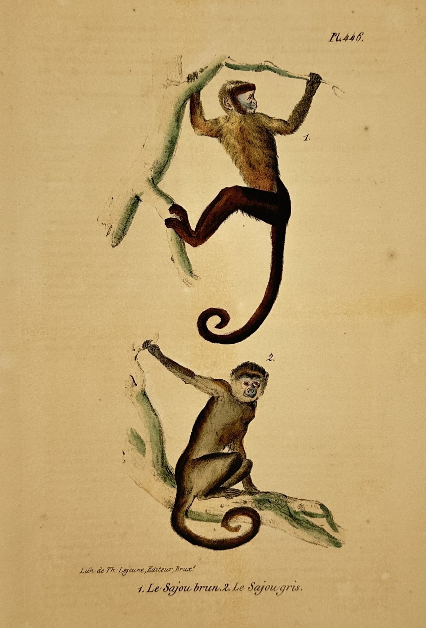 George-Louis Leclerc, Comte de Buffon – Natural History Study of the Brown Capuchin and Gray: "1. Le Sajou brun. 2. Le Sajou gris." illustrates two species of South American primates in dynamic, arboreal poses. The upper figure, the Brown Capuchin, is shown agilely climbing a diagonal branch,