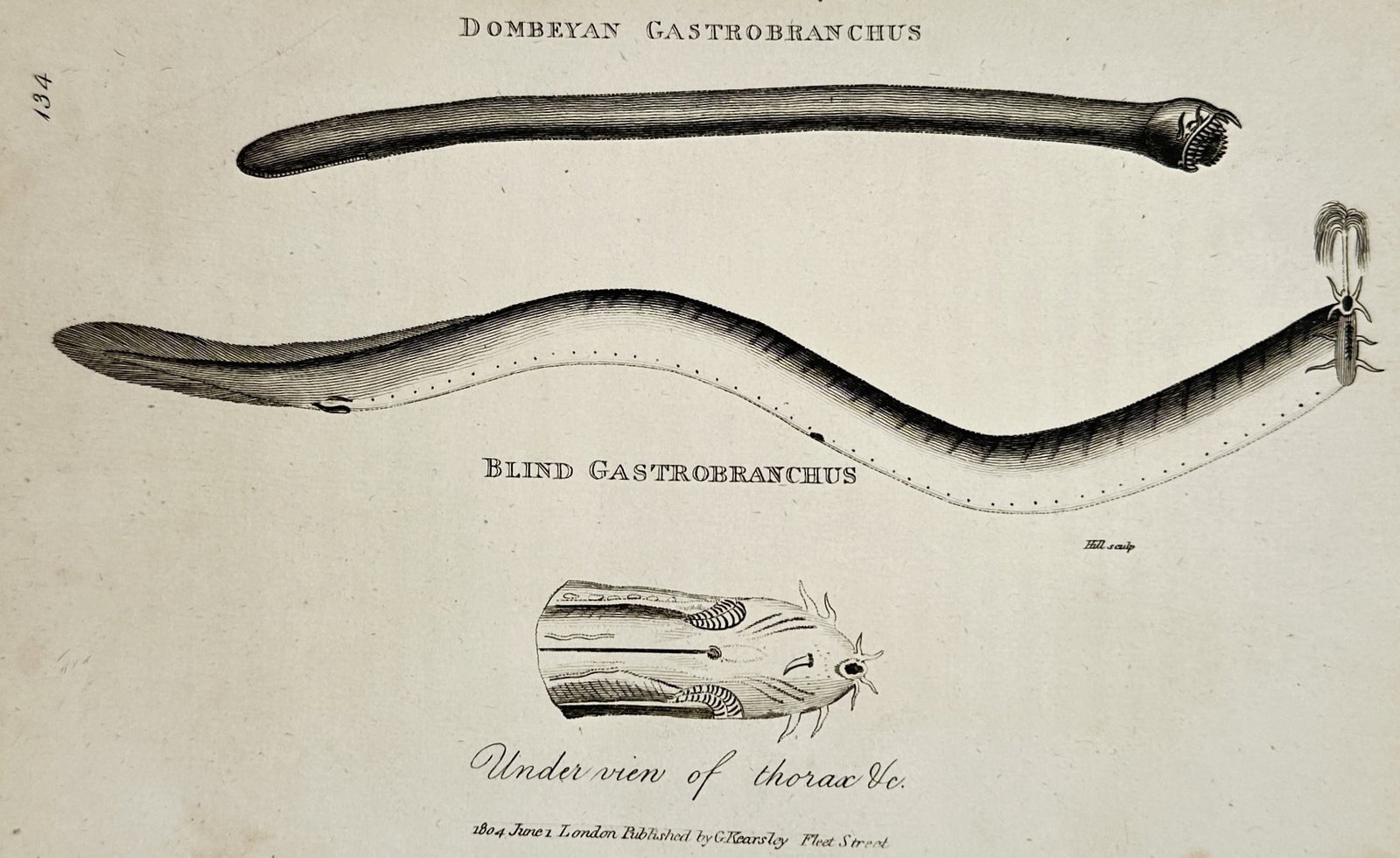 George Shaw (1751–1813) – Natural History Study of the Hagfish – Etching (1804): "Dombeian Gastrobranchus. Blind Gastrobranchus. Under view of thorax &c." illustrates a detailed zoological study of the hagfish, a primitive jawless marine fish. The plate features three distinct per