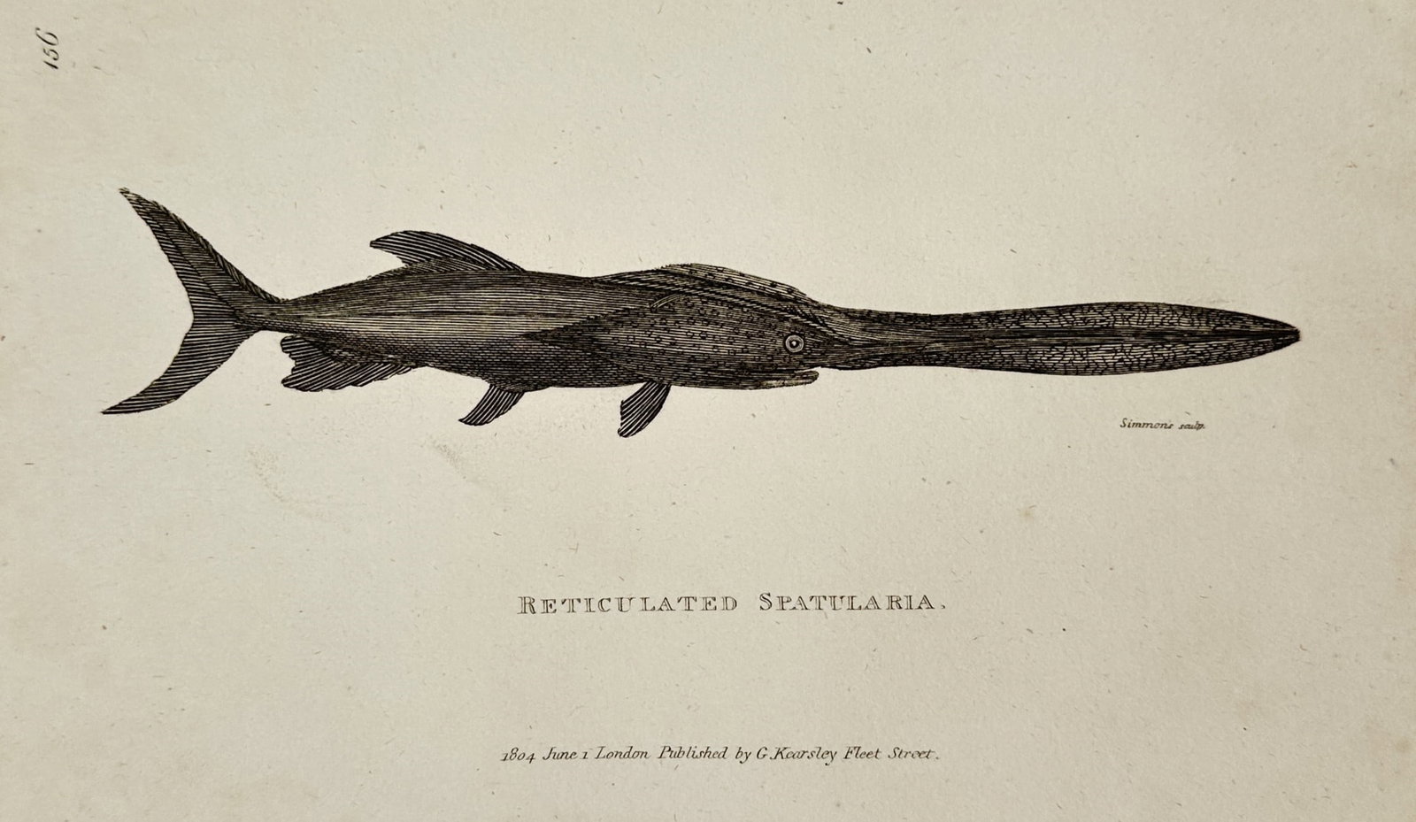 George Shaw (1751–1813) – Natural History Study of the Reticulated Spatularia – Etching (1804): "Reticulated Spatularia." illustrates a detailed zoological study of the American paddlefish, distinguished by its elongated, spatula-like snout. The plate features a lateral profile of the fish, high