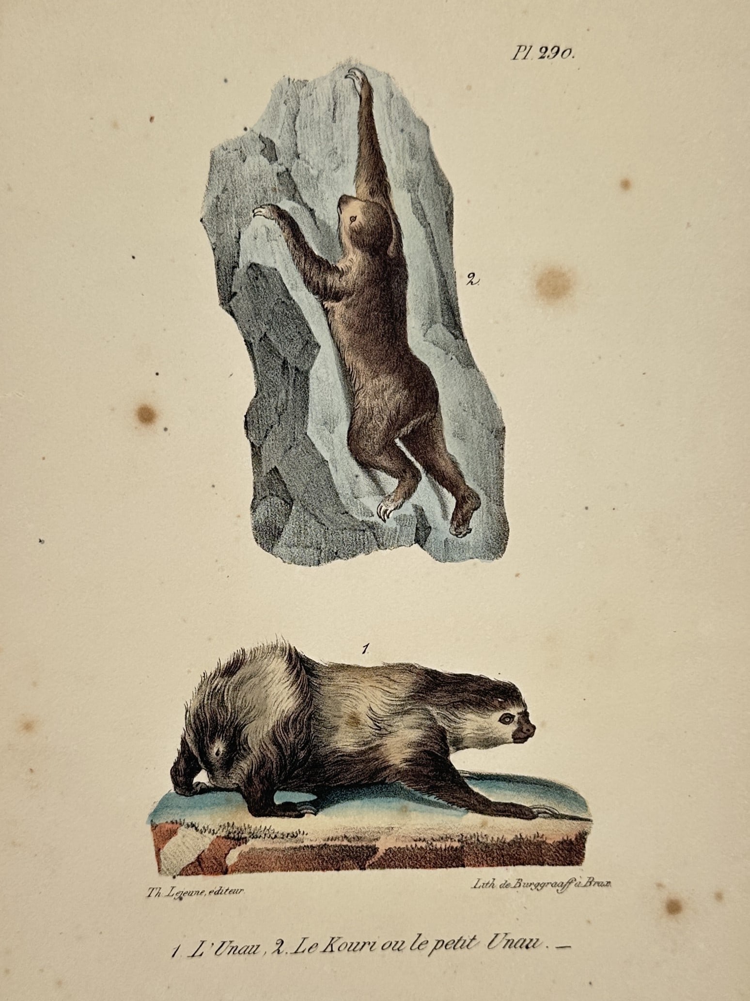 George-Louis Leclerc, Comte de Buffon – Studies of the Two-toed Sloth and the Linne: "1. L'Unau, 2. Le Kouri ou le petit Unau." illustrates two species of sloths native to Central and South America. This work was published as part of a nineteenth-century edition of the "Histoire Natur