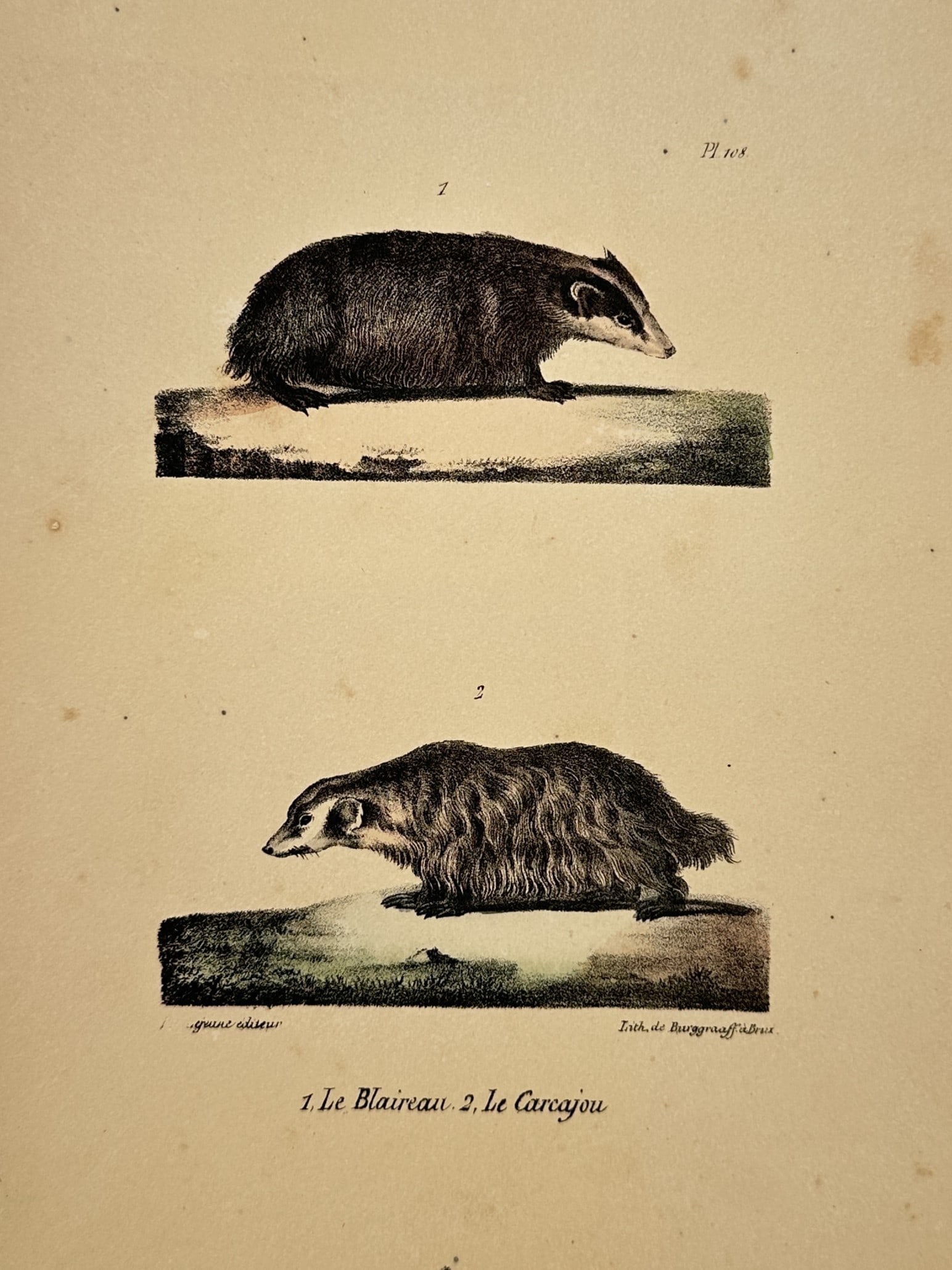 George-Louis Leclerc, Comte de Buffon – Studies of the European Badger and the Wolverine (1 of 2)