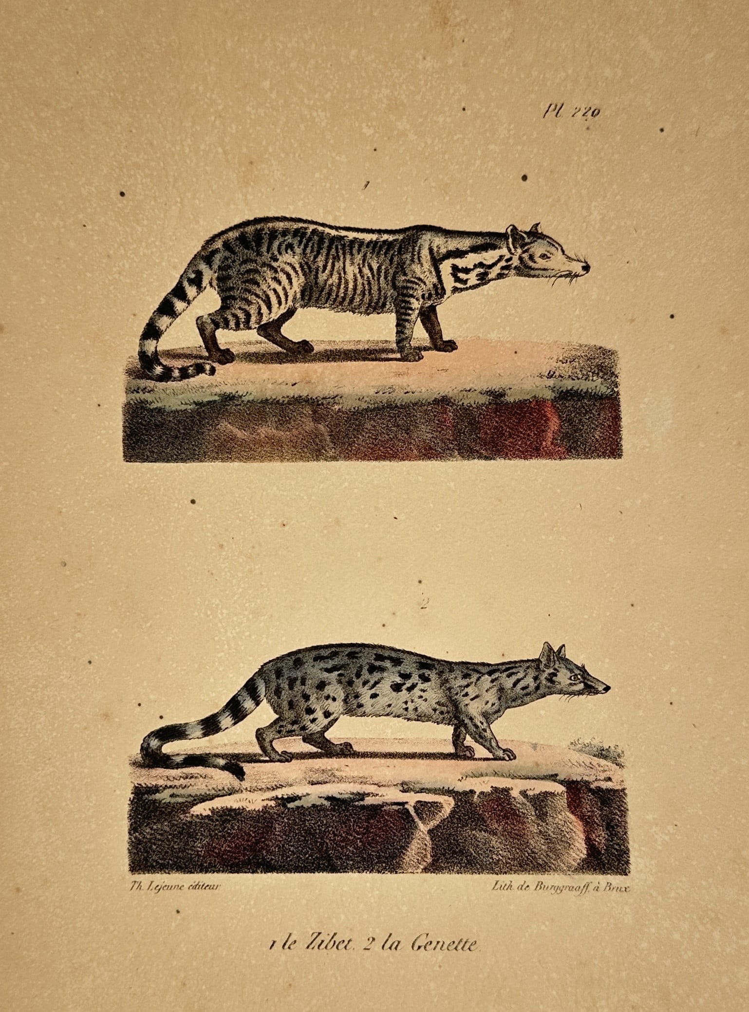George-Louis Leclerc, Comte de Buffon – Studies of the Zibet and the Common Genet: "1. le Zibet. 2. la Genette." features two detailed zoological studies of small carnivorous mammals. The upper figure depicts a zibet, also known as a large Indian civet, showing its distinctive bande