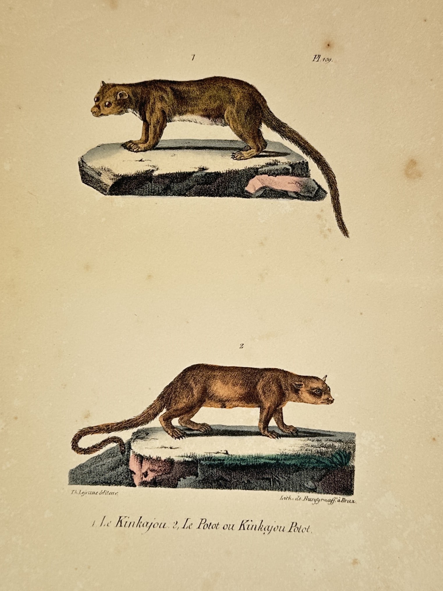 George-Louis Leclerc, Comte de Buffon – Studies of the Kinkajou and the Potto (1 of 2)