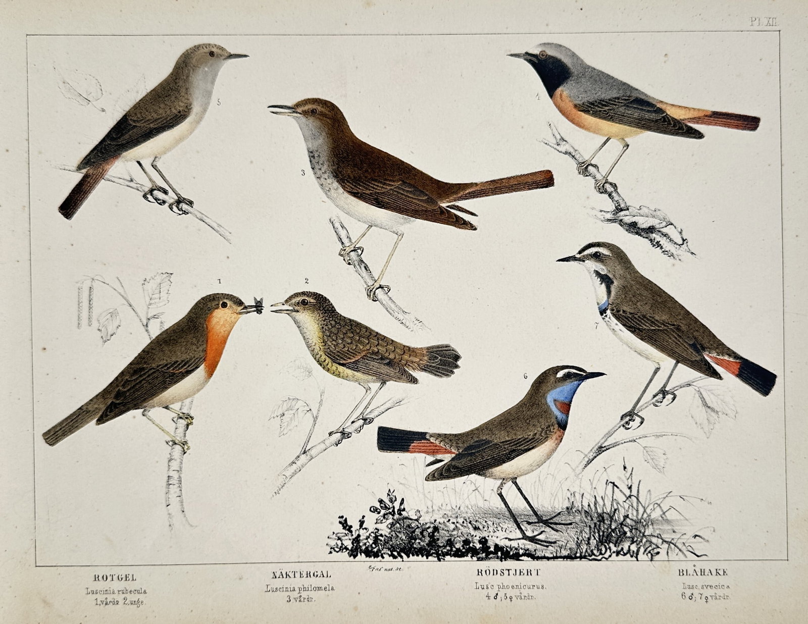 Carl Jacob Sundevall – Studies of Songbirds: Robin, Nightingale, Redstart, and Bluethroat: "Rotgel. Näktergal. Rödstjert. Blåhake." presents seven ornithological studies of small passerine birds organized in two rows. The upper row features a common nightingale and a common redstart perc