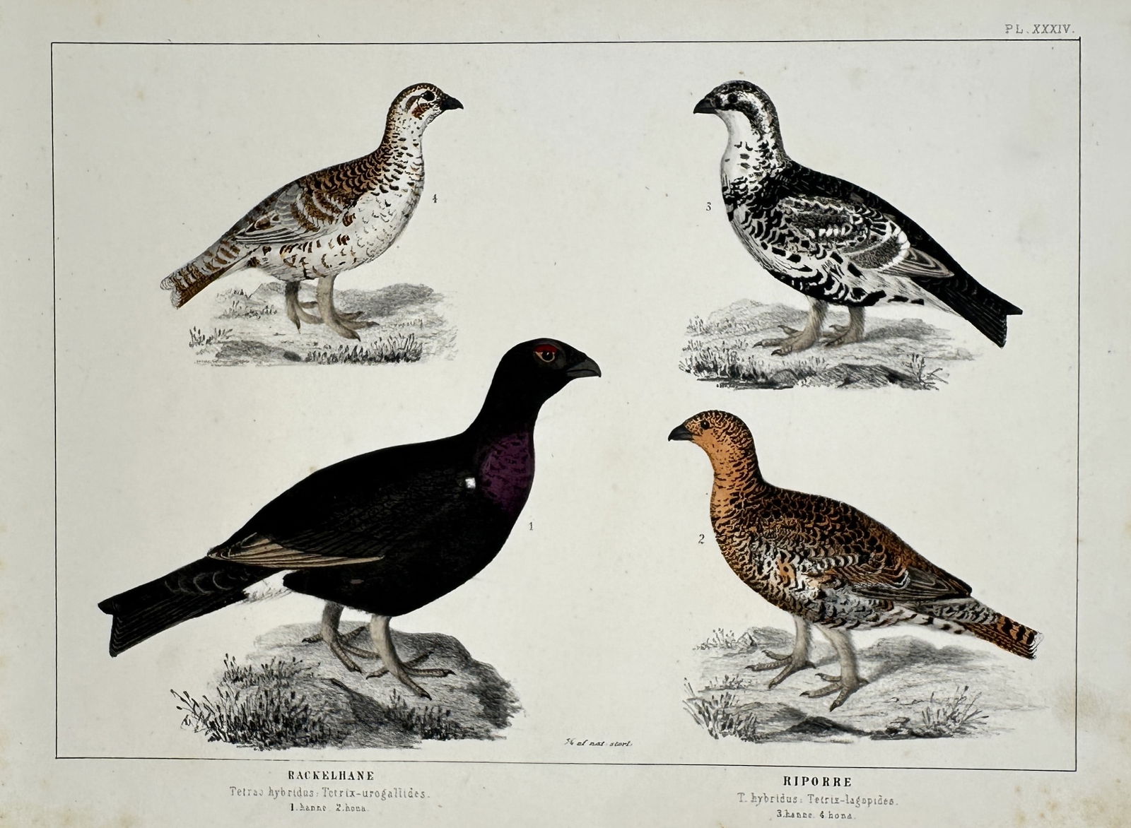 Carl Jacob Sundevall – Studies of Game Birds: Rackelhane and Riporre – Hand-coloured lithograph (1 of 2)