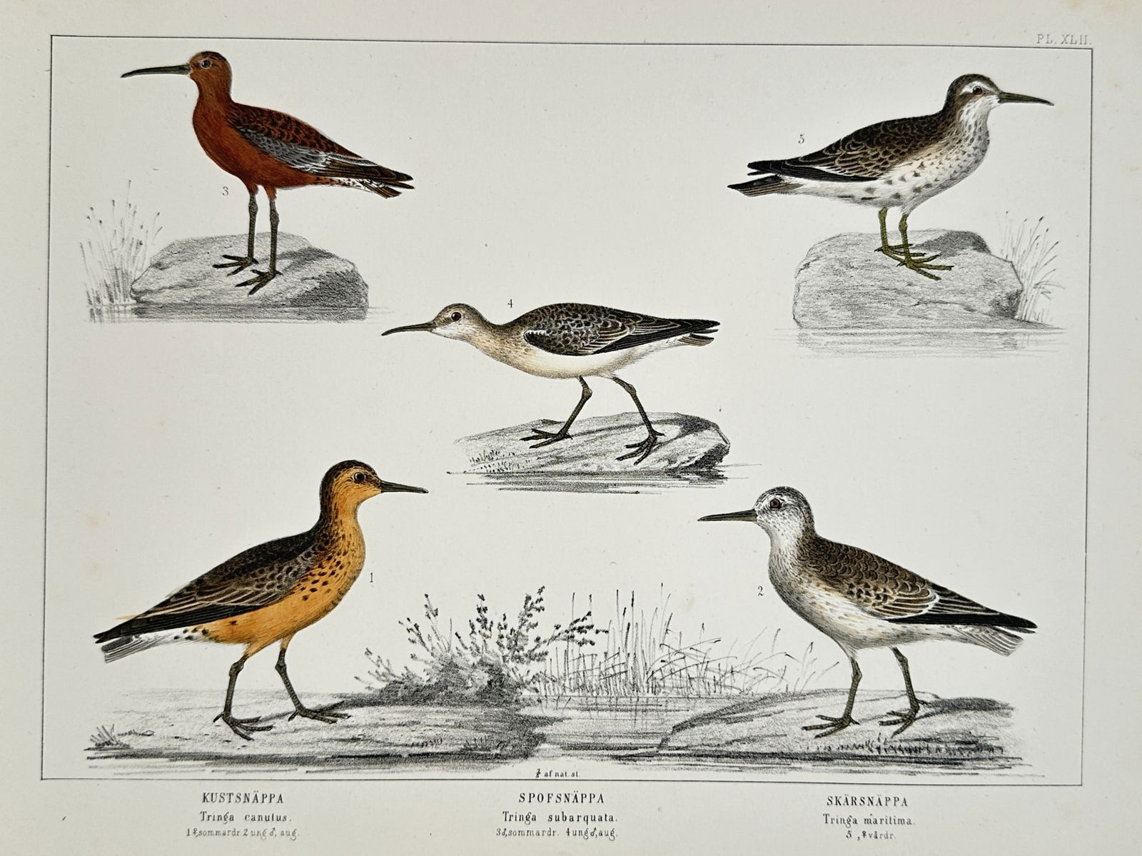 Carl Jacob Sundevall – Studies of Shorebirds: Red Knot, Curlew Sandpiper: "Kustsnäppa. Spofsnäppa. Skärsnäppa." features five detailed ornithological studies of wading birds from the Scolopacidae family. The plate illustrates the birds in various seasonal plumages, incl