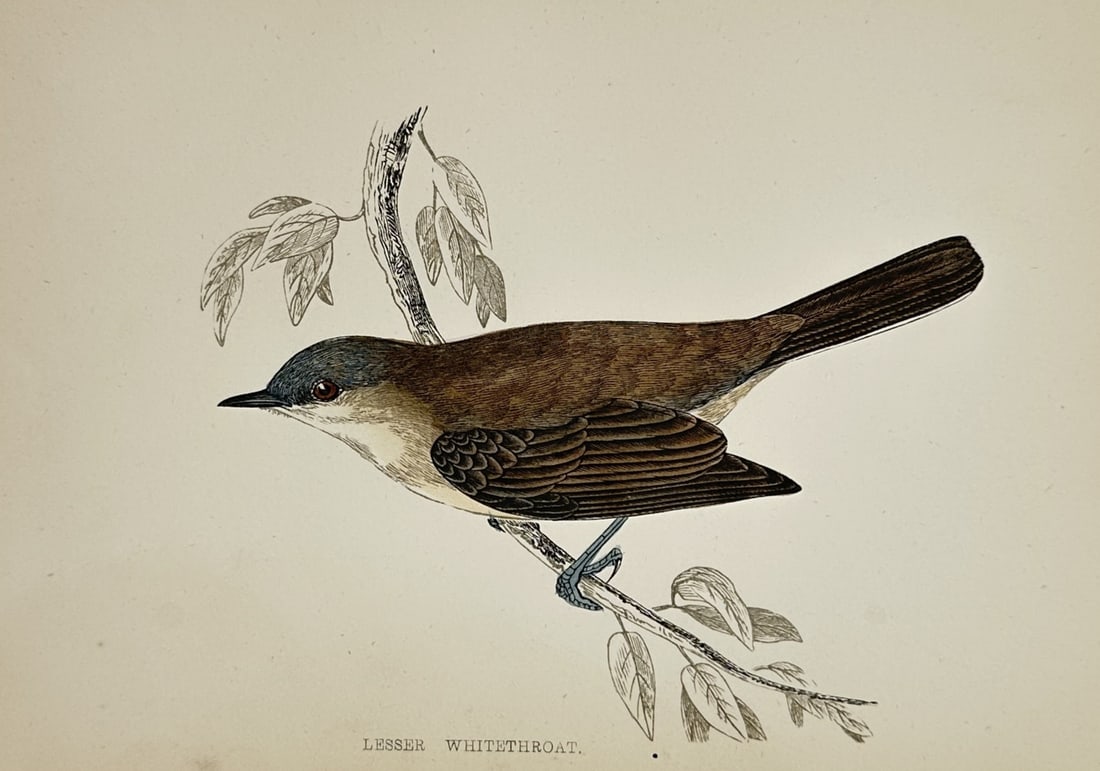 Francis Orpen Morris (1810–1893) – Study of a Lesser Whitethroat – Hand-coloured wood: "Lesser Whitethroat." features a detailed ornithological study of a small insectivorous bird from the Sylviidae family. The subject is shown in profile perched on a leafy branch, highlighting its dist