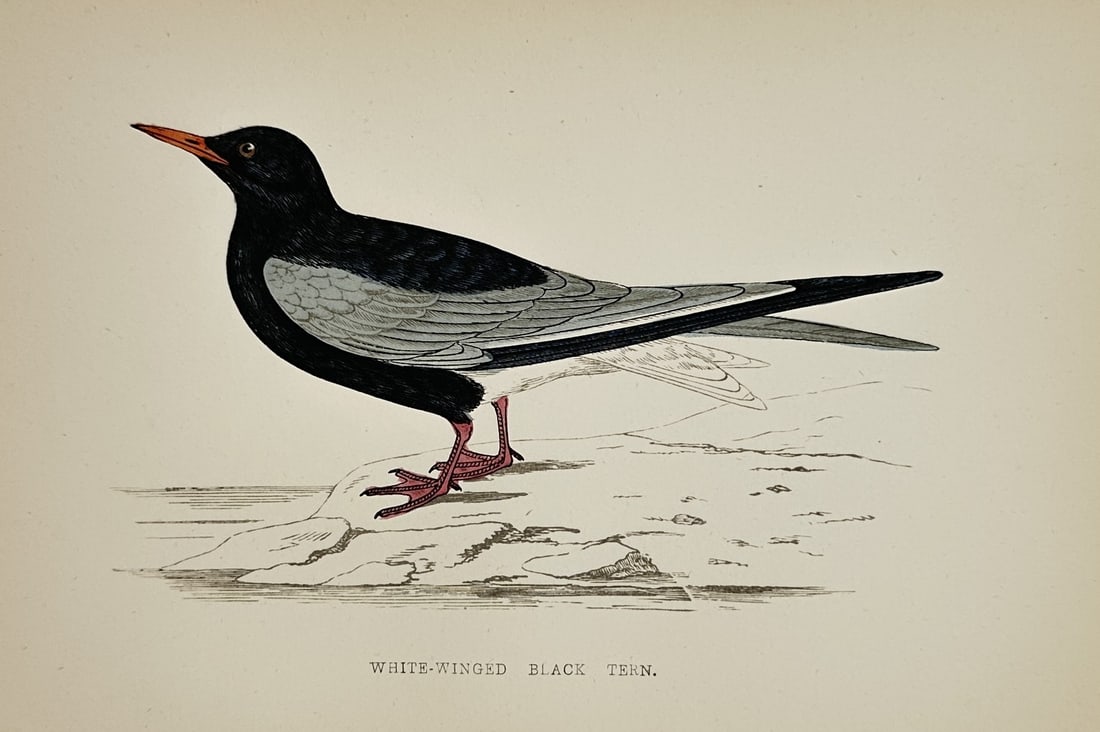 Francis Orpen Morris (1810–1893) – Study of a White-winged Black Tern (1 of 2)