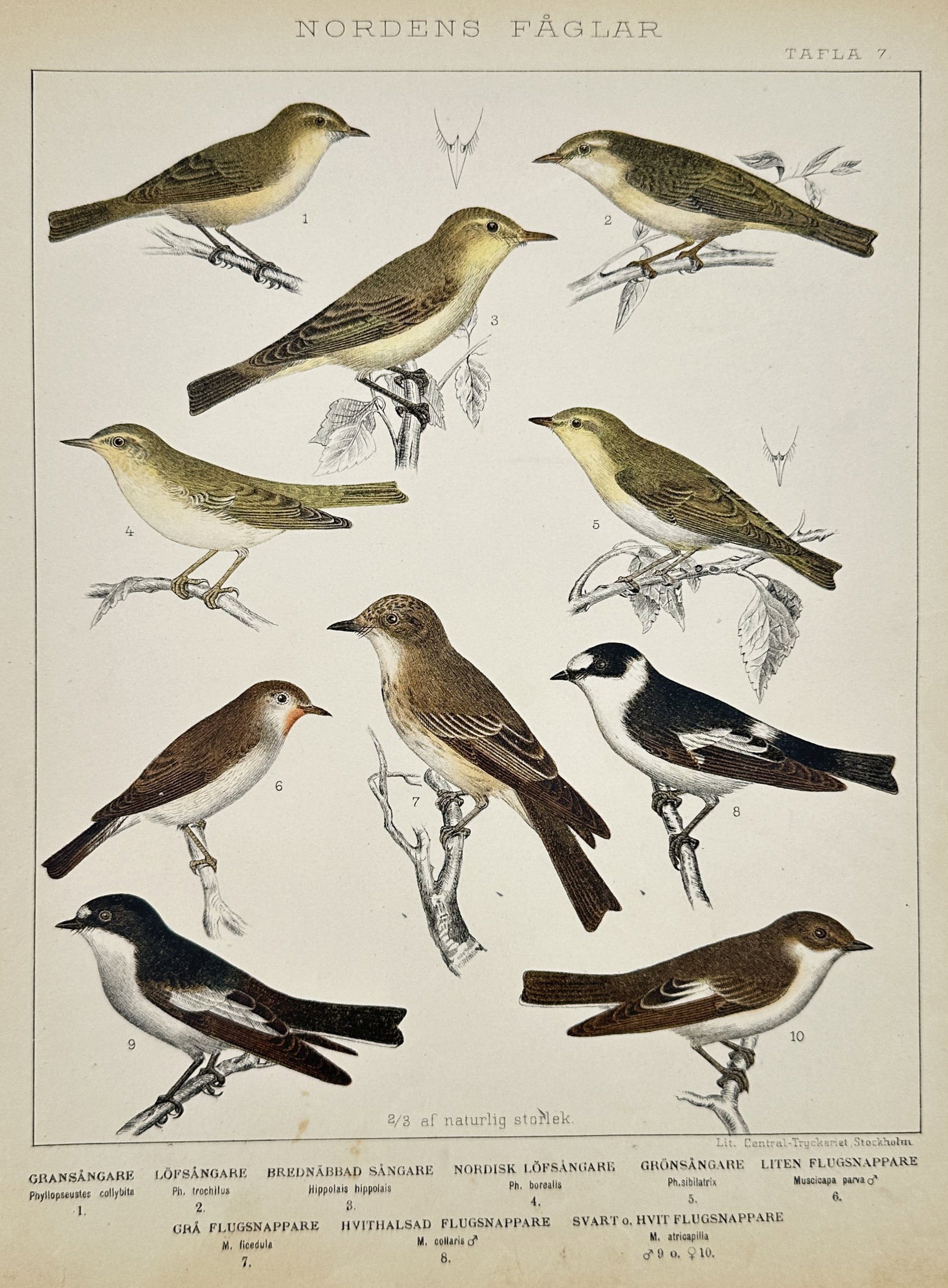 Gustaf Kolthoff – Studies of Songbirds: Chiffchaff, Willow Warbler, Icterine Warbler and: "Nordens Fåglar" presents ten detailed ornithological studies of small passerine birds from the Phylloscopidae and Muscicapidae families. The composition illustrates various species perched on slende