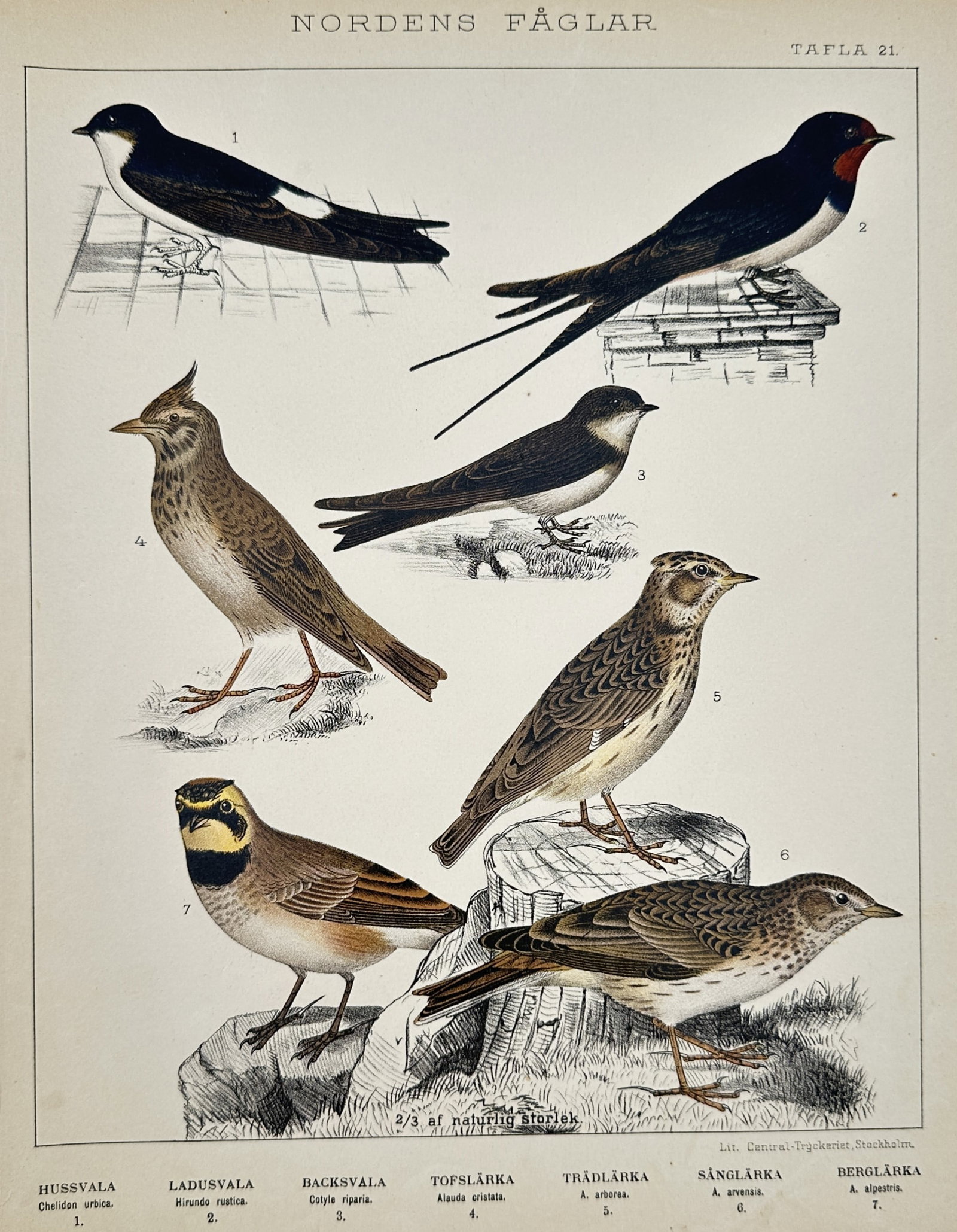 Gustaf Kolthoff – Studies of Songbirds: Swallows and Larks – Lithograph (1898): "Nordens Fåglar" presents seven detailed ornithological studies of songbirds from the Hirundinidae and Alaudidae families. The composition illustrates various species including the house martin perch