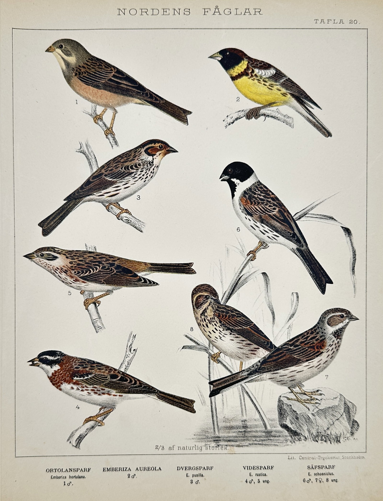 Gustaf Kolthoff – Studies of Songbirds: Buntings – Lithograph (1898): "Nordens Fåglar" presents eight detailed ornithological studies of songbirds from the Emberizidae family. The composition illustrates various species including the ortolan bunting, the yellow-breaste