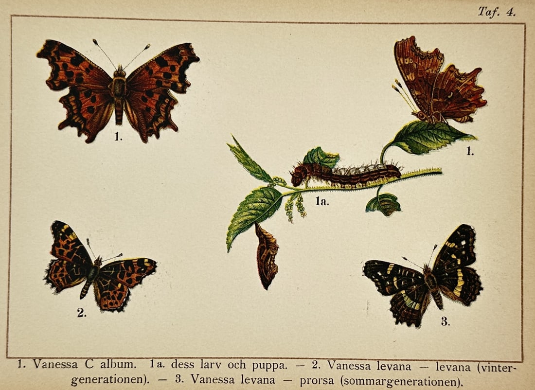 Gottfrid Adlerz (1858–1918) – Study of Comma and Map Butterflies with Larva and Pupa (1 of 2)