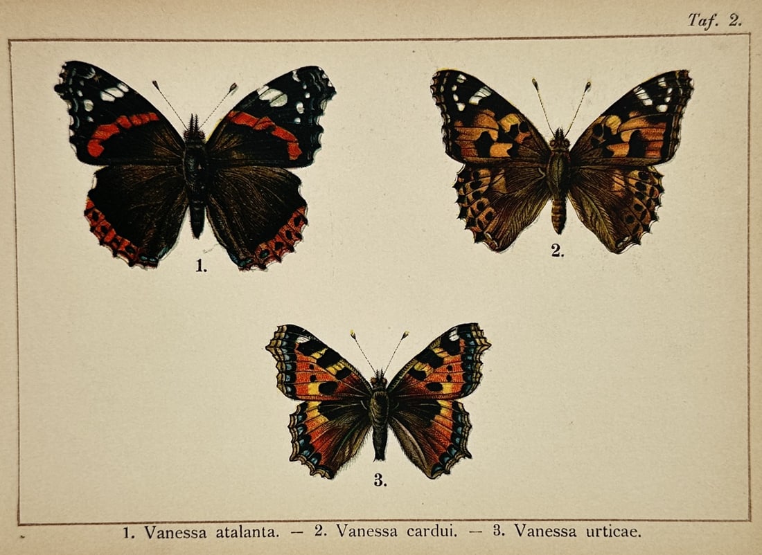 Gottfrid Adlerz – Study of Red Admiral, Painted Lady, and Small Tortoiseshell Butterflies – (1 of 2)