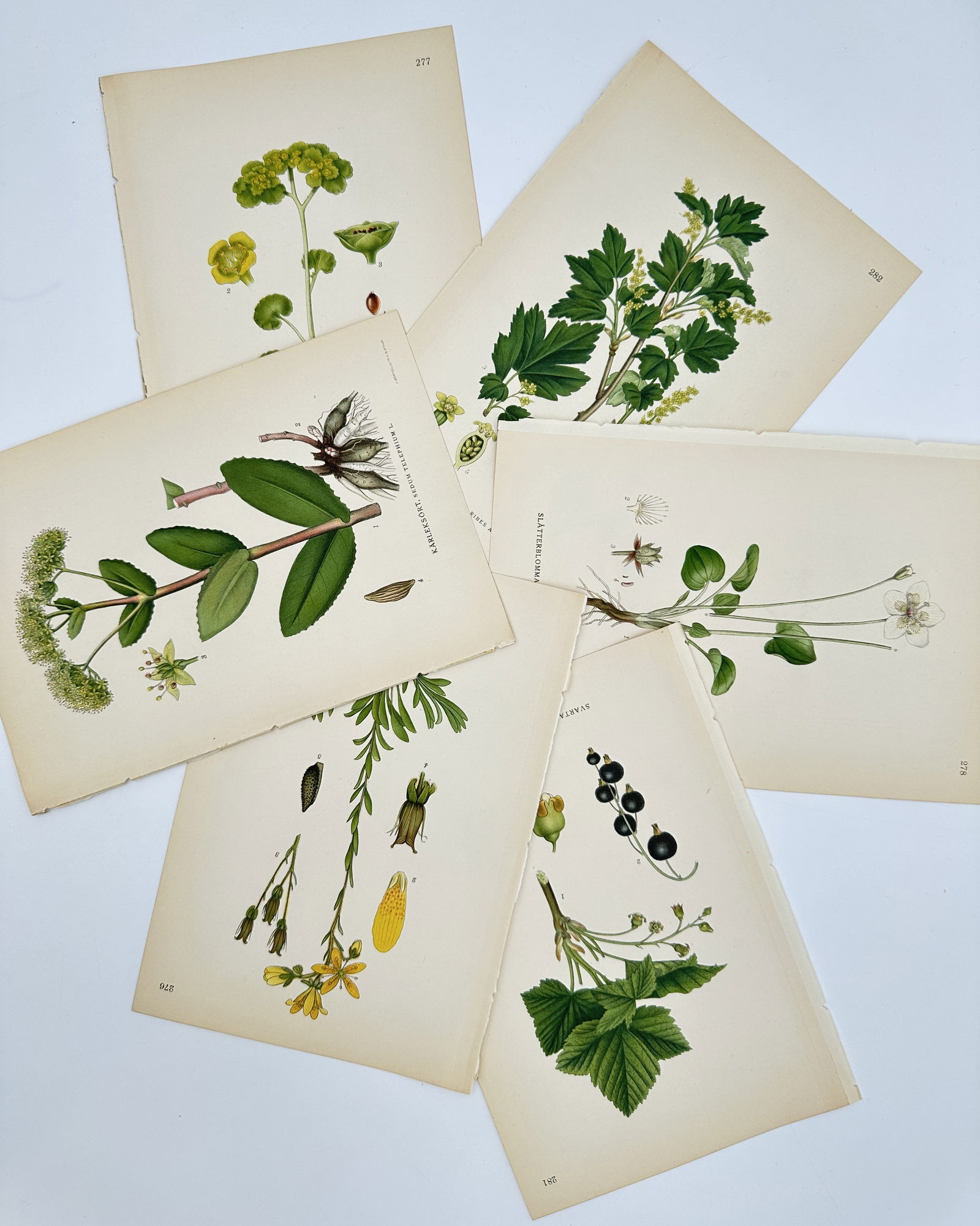 Carl Lindman – Set of 6: Studies of Scandinavian Flora – Lithograph (1901–1905) (1 of 2)