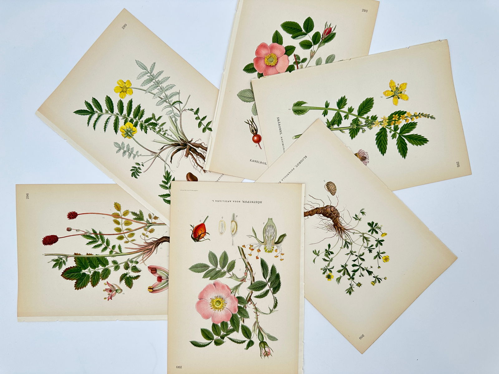 Carl Lindman – Set of 6: Studies of Silverweed, Wild Rose, Agrimony, and Potentilla: "Bilder ur Nordens Flora" illustrates a group of six botanical studies including silverweed, different varieties of wild rose showing both flowers and rose hips, agrimony, and potentilla with its root