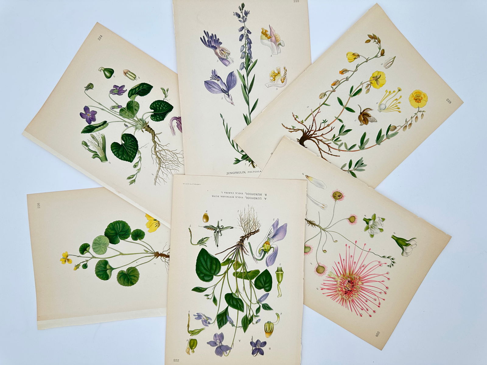 Carl Lindman – Set of 6: Studies of Violets, Milkwort, Rock-rose, and Sundew – Lithograph (1 of 2)