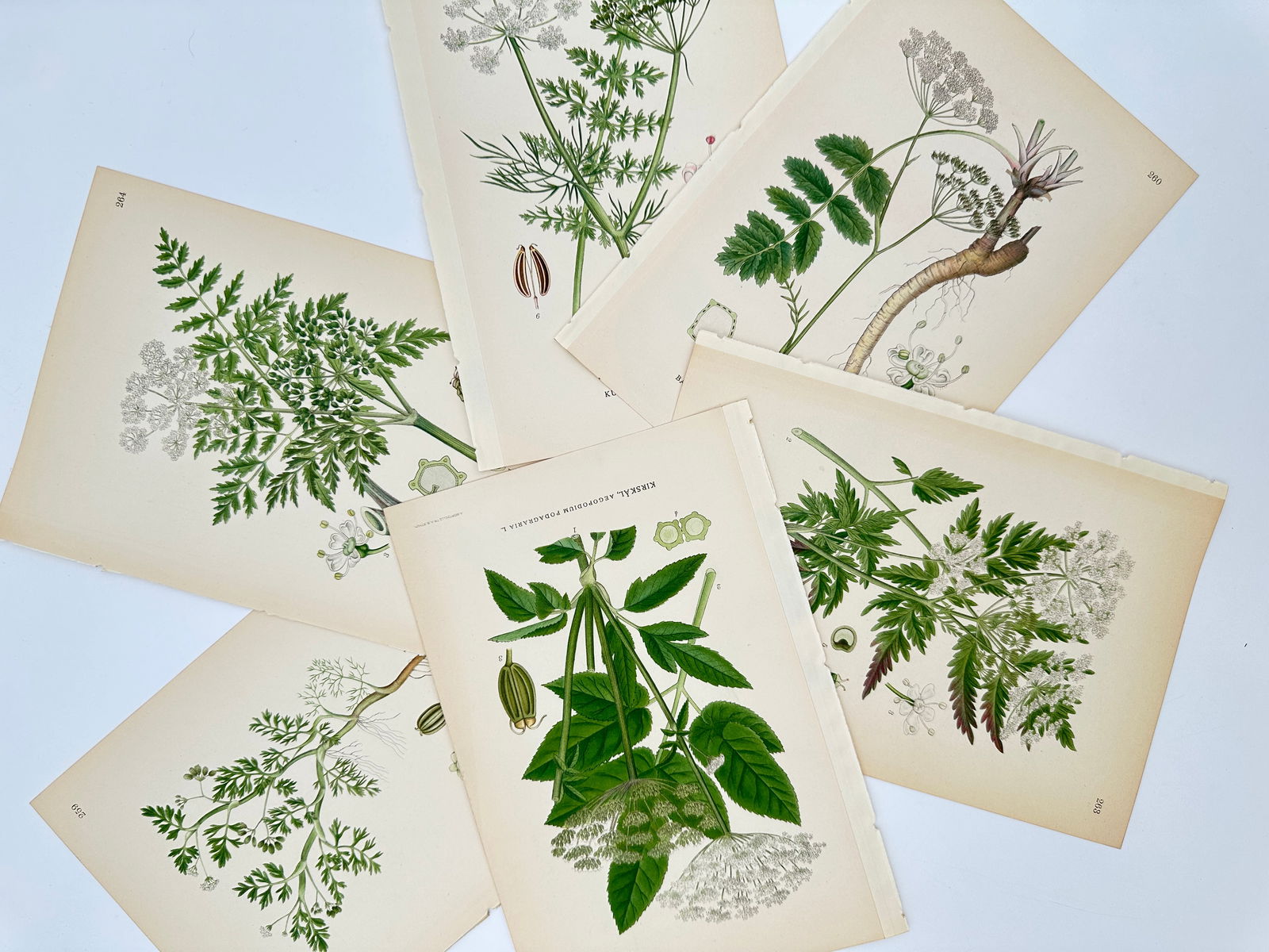 Carl Lindman – Set of 6: Studies of Umbellifers and Wild Flowers – Lithograph (1901–1905): "Bilder ur Nordens Flora" illustrates a group of six botanical studies focusing on the Apiaceae family, including cow parsley, ground elder, wild chervil, and other umbelliferous plants. The plates de