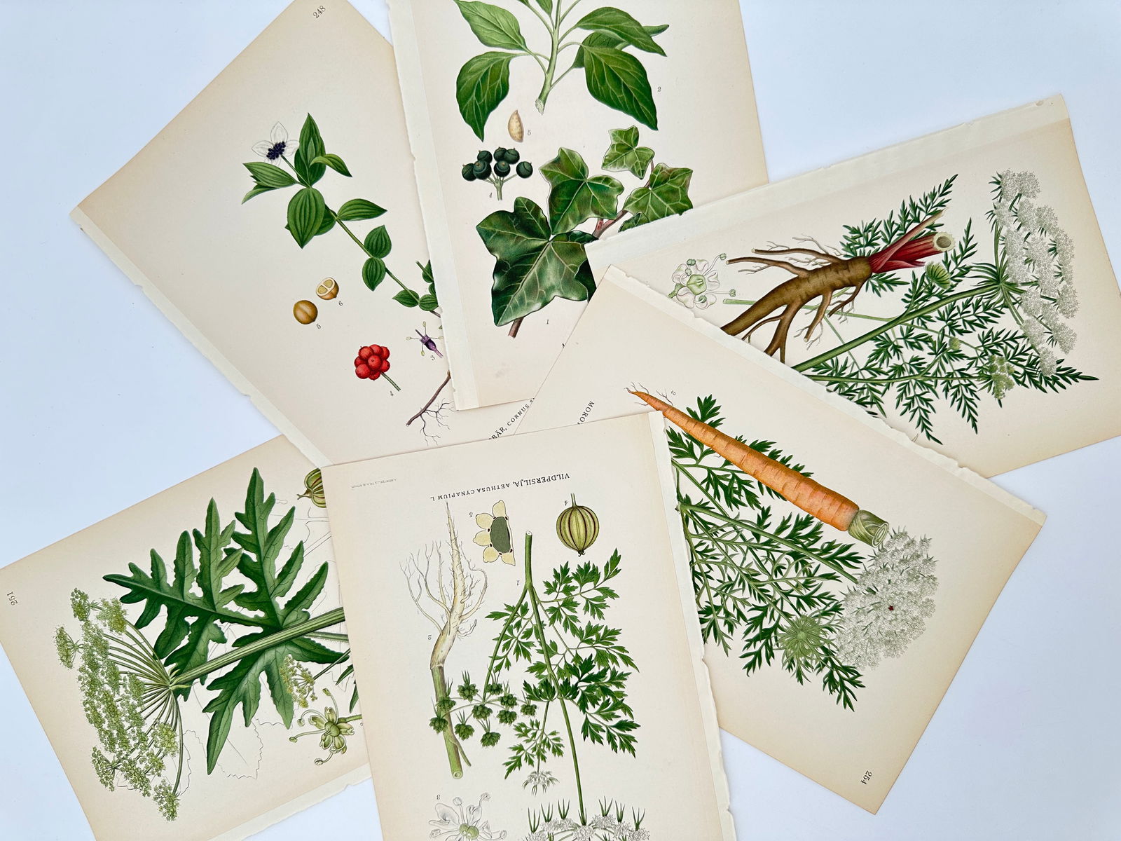 Carl Lindman – Set of 6: Studies of Ivy, Carrot, and Wild Parsley – Lithograph (1901–1905): "Bilder ur Nordens Flora" illustrates a group of six botanical studies featuring climbing plants and root vegetables including common ivy with its dark berries, the garden carrot showing both the oran