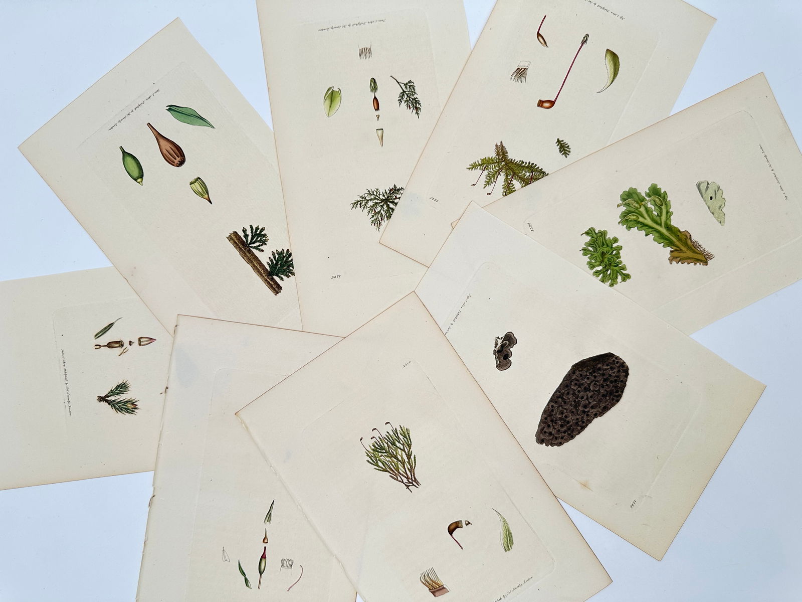 James Sowerby – Set of 8: Studies of Mosses, Liverworts, and Fungi – Lithograph (1901–1905) (1 of 2)