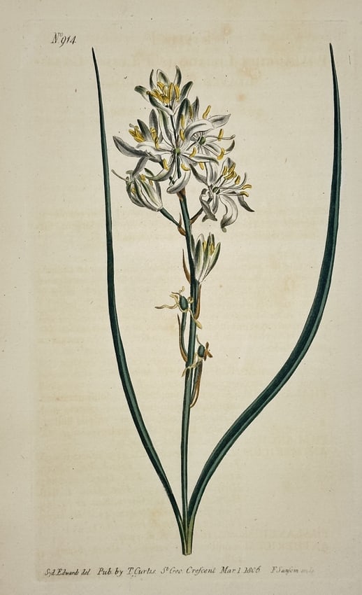 William Curtis (1746–1799) – Large-flowered Simethis – Engraving (1806) (1 of 2)