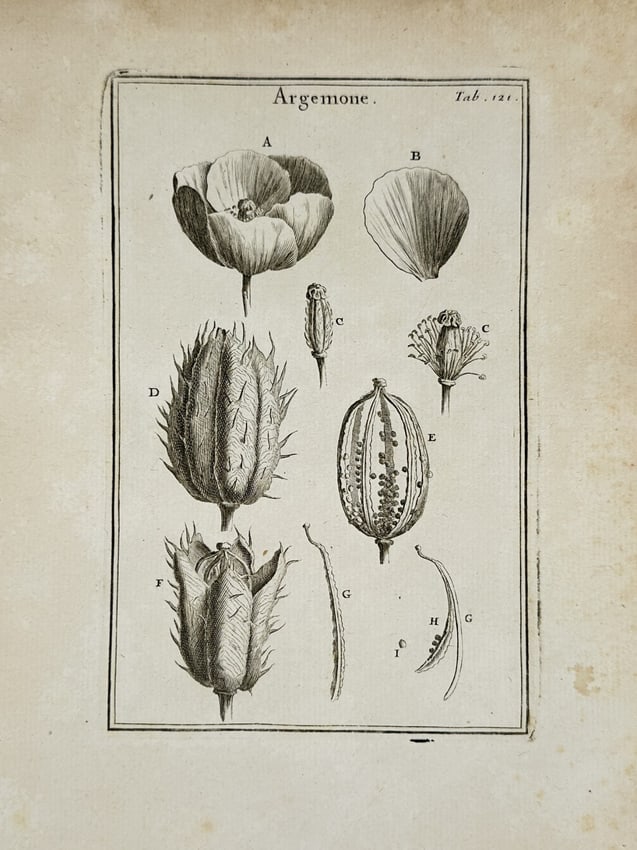 Joseph Pitton de Tournefort (1656–1708) – Botanical Illustrations of Prickly Pop (1 of 2)
