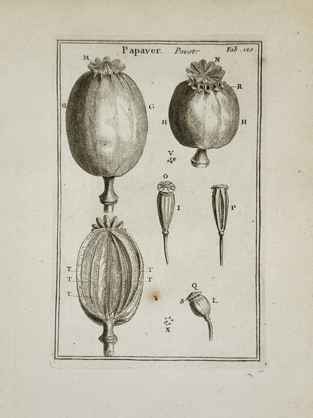 Joseph Pitton de Tournefort (1656–1708) – Botanical Illustrations of Poppy Fruit (1 of 2)