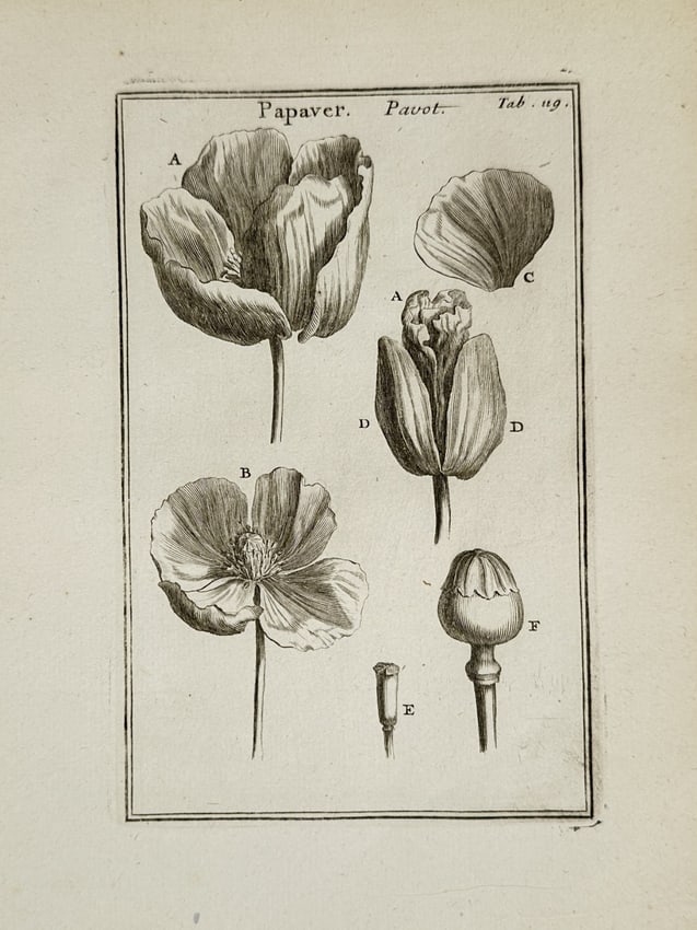 Joseph Pitton de Tournefort (1656–1708) – Botanical Illustrations of Poppy Flowe (1 of 2)
