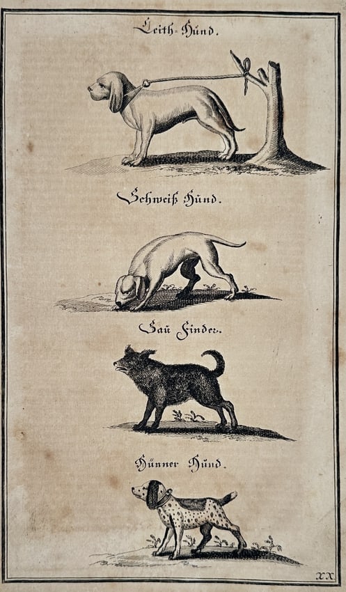 Johann Friedrich von Flemming (1670–1733) – Hunting Dogs – Engraving (1749) (1 of 2)