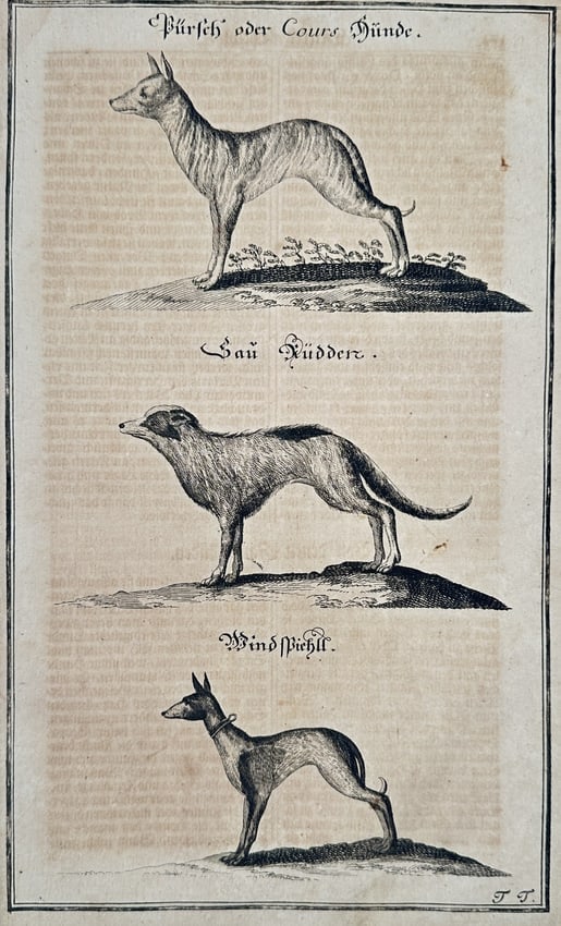 Johann Friedrich von Flemming (1670–1733) – Sighthounds and Hunting Dogs (1 of 2)