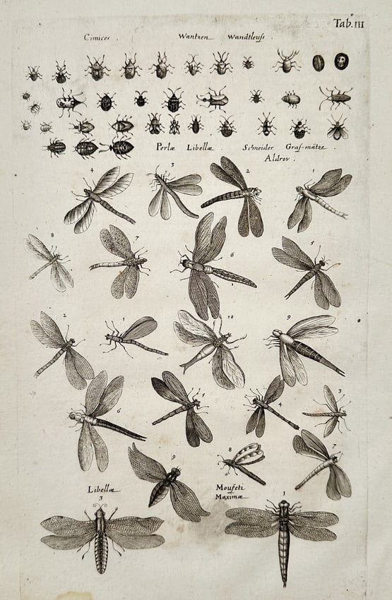 Jan Jonston (1603–1675) – Entomological Study of Bedbugs and Dragonflies – Engraving: This illustration presents a systematic study of various insect orders, categorized into distinct sections across the plate. The upper portion displays a detailed array of small insects identified as
