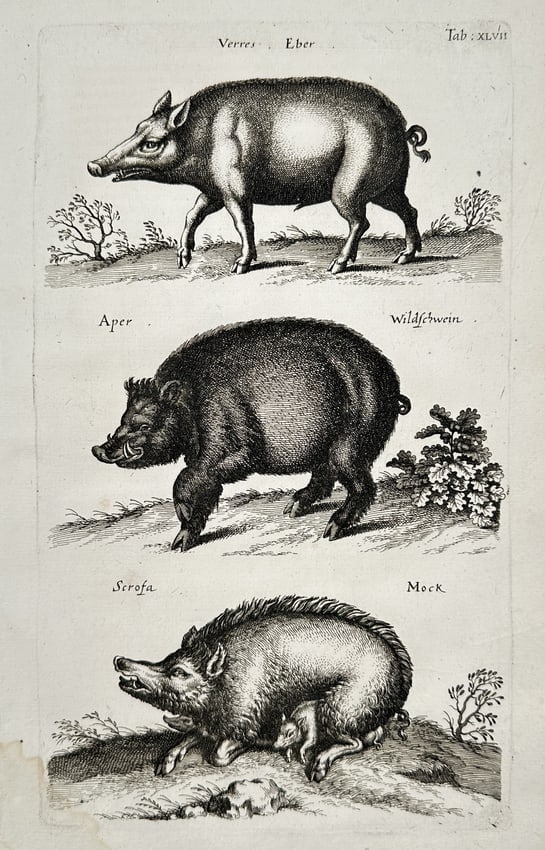 Jan Jonston (1603–1675) – Study of Boars and Wild Swine – Engraving (1657) (1 of 2)