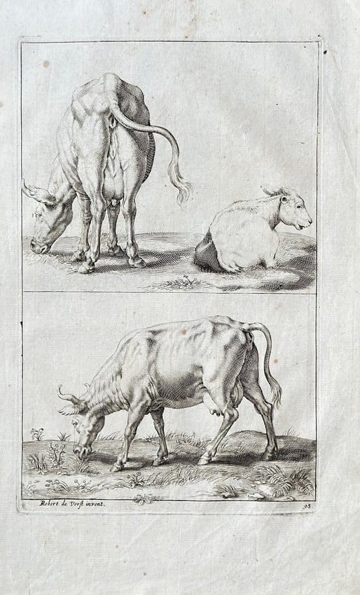 Robert de Vorst and Crispijn van de Passe the Younger – Studies of Cows: This engraving is an anatomical study of cows, with three separate illustrations on a single plate. The upper part depicts two cows, one seen from behind in a grazing posture, and another lying down.