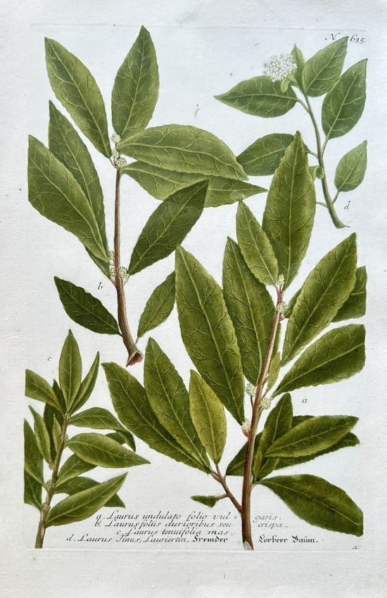 Johann Wilhelm Weinmann (1683–1741) – Various Bay Laurel Species: This detailed botanical engraving depicts various species from the genus Laurus, commonly known as bay laurel. The illustration is from the monumental botanical atlas Phytanthoza Iconographia, a landm