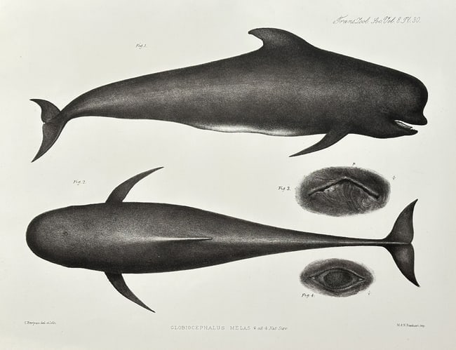 C. Berjeau (fl. Mid-19th Century) – Long-finned Pilot Whale (Globicephalus melas (1 of 2)