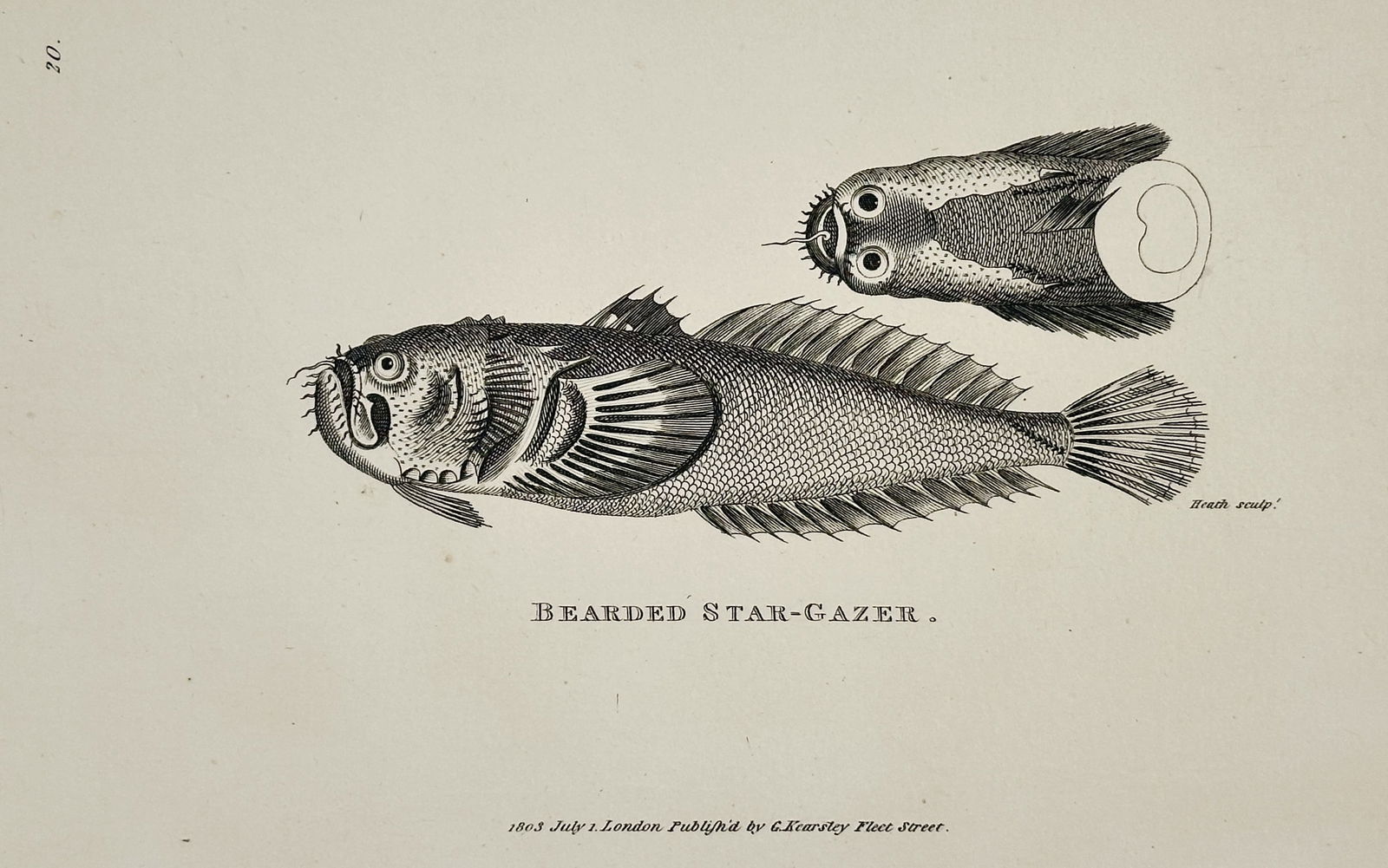 George Shaw (1751–1813) – Scientific Study of the Bearded Star-Gazer – Engraving (1803): "Bearded Star-Gazer" depicts two views of the Uranoscopus fish, presenting a lateral profile of the body and a dorsal view of the head to highlight the upward-facing eyes and mouth. This engraving is
