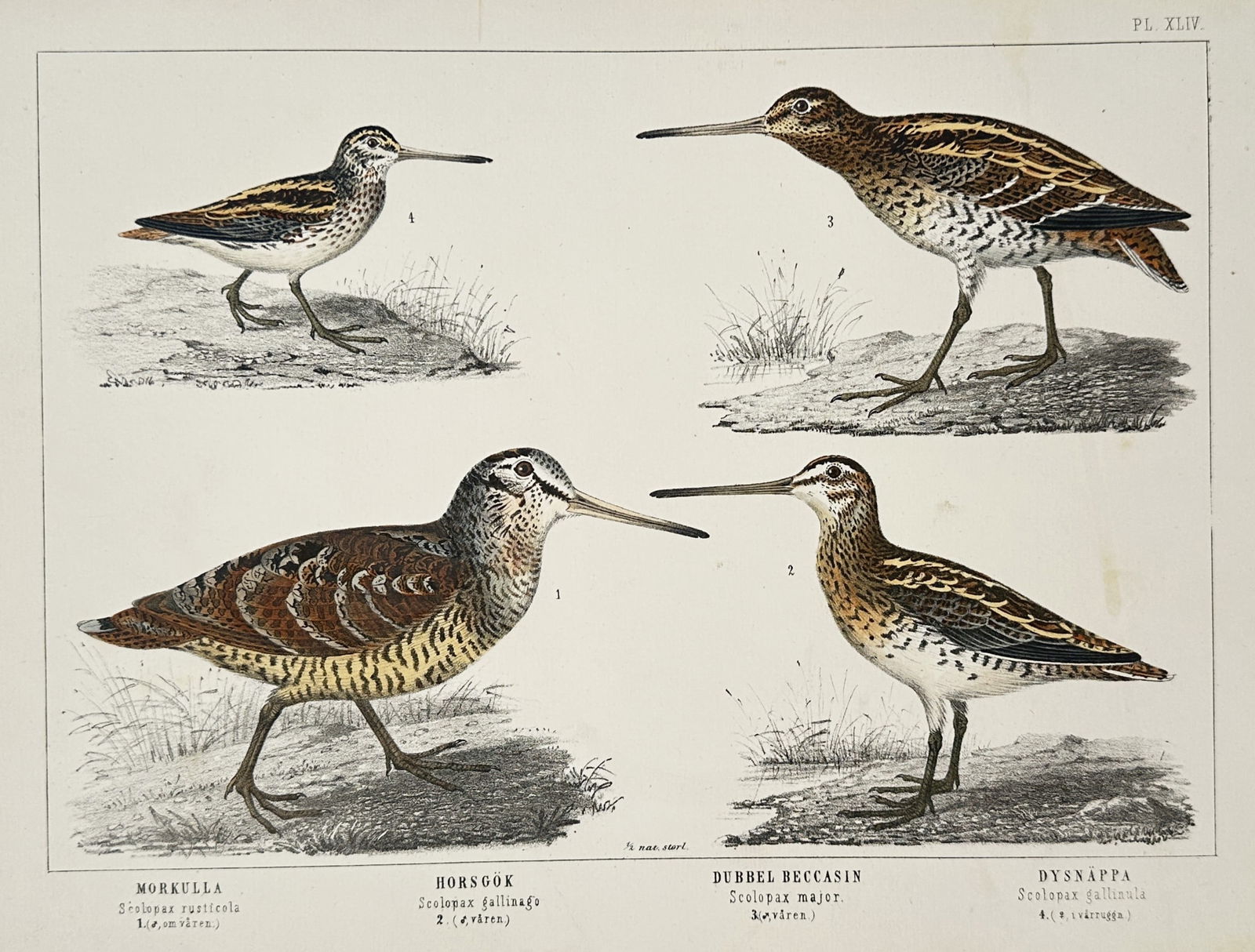 Peter Åkerlund (19th Century) – Ornithological Study of Wading Birds – Hand-coloured lithograph (1 of 2)